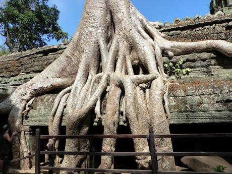 Cumpliendo sueños viajeros : Siam Reap y los Templos de Angkor