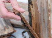 original velador tocón madera.