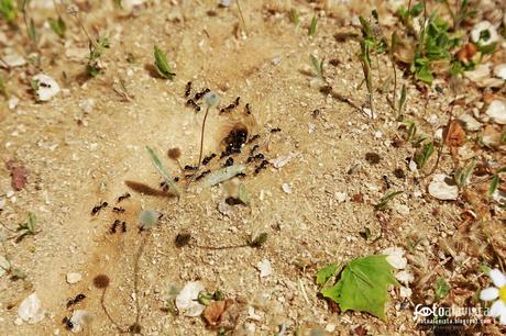 Trabajando en el micromundo. Fotografía creativa - Fotografía artística