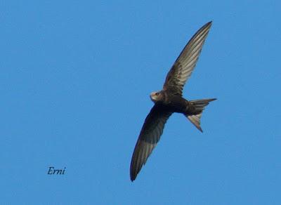 OPERACIÓN SALIDA...