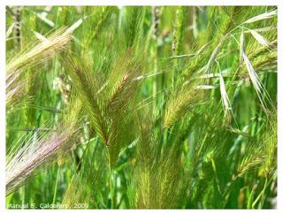 Sintiendo nuca aliento muerte-XII. espiga