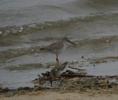 Zarapitines and company