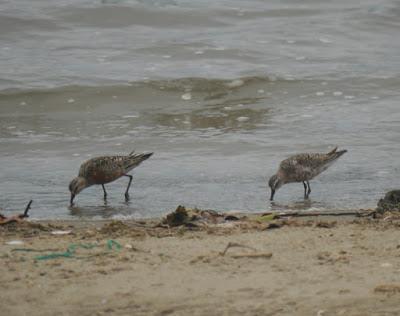 Zarapitines and company