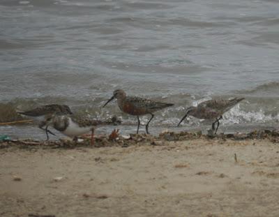 Zarapitines and company