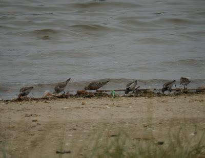 Zarapitines and company