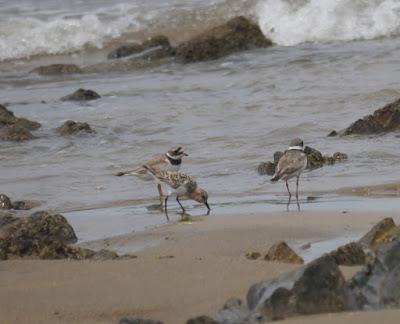 Zarapitines and company