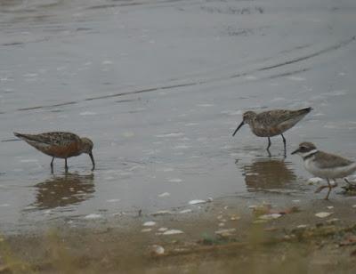 Zarapitines and company