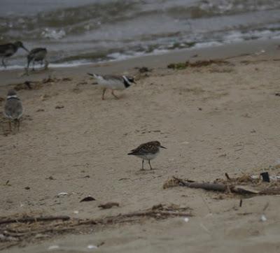 Zarapitines and company