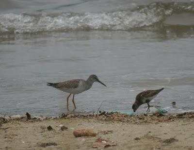 Zarapitines and company