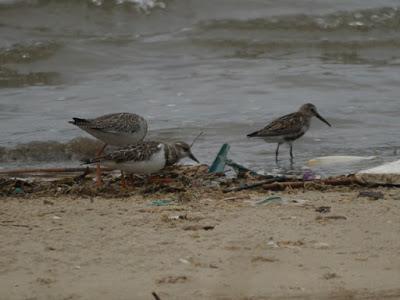 Zarapitines and company