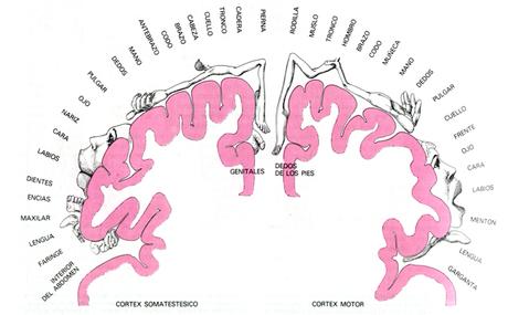 La neurocirugía con el paciente despierto