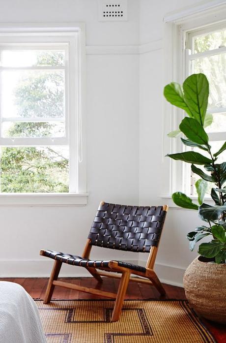 Ficus Lyrata: Todas las claves para decorar con esta maravillosa planta.