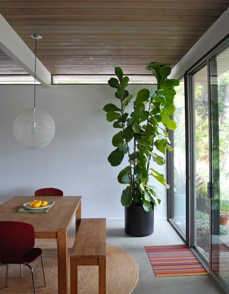 Ficus Lyrata: Todas las claves para decorar con esta maravillosa planta.