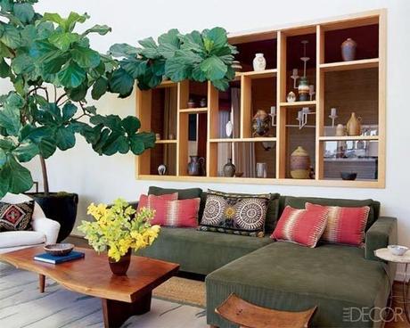 Ficus Lyrata: Todas las claves para decorar con esta maravillosa planta.