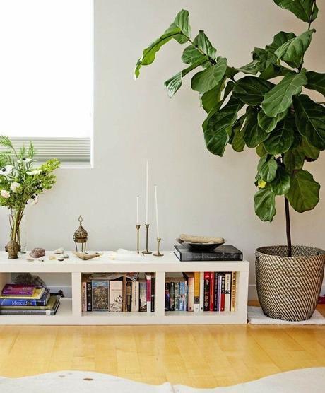 Ficus Lyrata: Todas las claves para decorar con esta maravillosa planta.