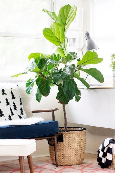 Ficus Lyrata: Todas las claves para decorar con esta maravillosa planta.