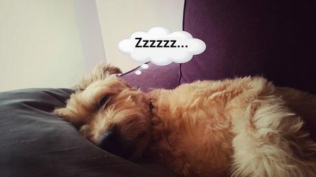 Estamos tan Agustito CVI. Aisss... Zzzz #funny estamos tan agustito
