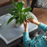 Cuidar plantas: Limpiar las hojas – Care of plants: Cleaning the leaves