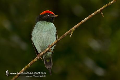 Bailarín azul (Swallow-tailed Manakin) Chiroxiphia caudata