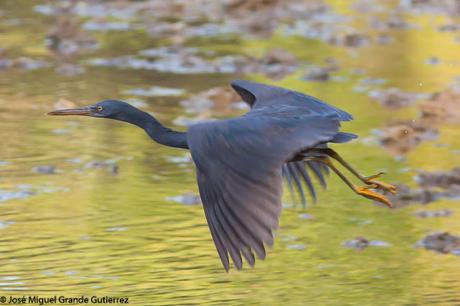La garceta de arrecife o garceta costera oriental (Egretta sacra)-EASTERN REEF-EGRET(DARK PHASE).