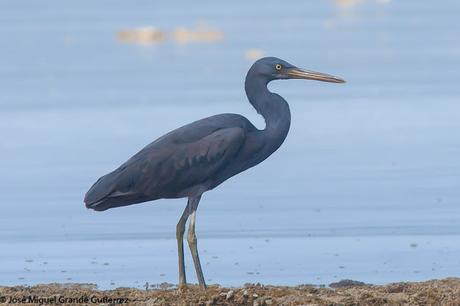 La garceta de arrecife o garceta costera oriental (Egretta sacra)-EASTERN REEF-EGRET(DARK PHASE).