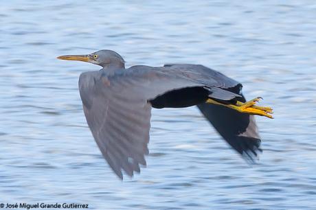 La garceta de arrecife o garceta costera oriental (Egretta sacra)-EASTERN REEF-EGRET(DARK PHASE).