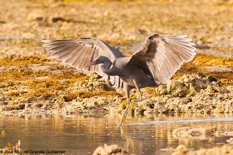 La garceta de arrecife o garceta costera oriental (Egretta sacra)-EASTERN REEF-EGRET(DARK PHASE).