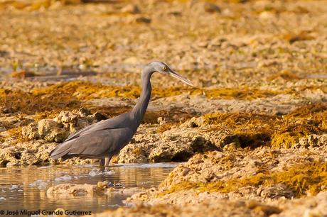 La garceta de arrecife o garceta costera oriental (Egretta sacra)-EASTERN REEF-EGRET(DARK PHASE).