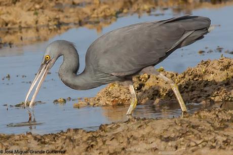 La garceta de arrecife o garceta costera oriental (Egretta sacra)-EASTERN REEF-EGRET(DARK PHASE).