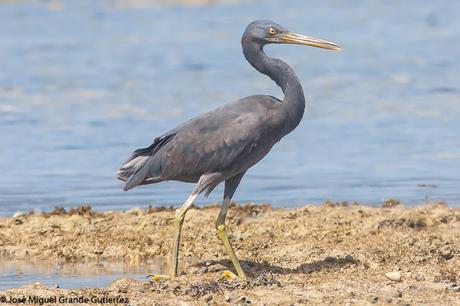 La garceta de arrecife o garceta costera oriental (Egretta sacra)-EASTERN REEF-EGRET(DARK PHASE).