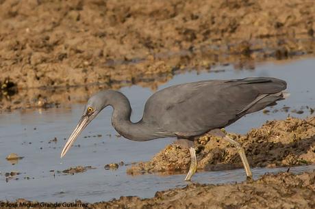 La garceta de arrecife o garceta costera oriental (Egretta sacra)-EASTERN REEF-EGRET(DARK PHASE).