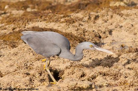 La garceta de arrecife o garceta costera oriental (Egretta sacra)-EASTERN REEF-EGRET(DARK PHASE).