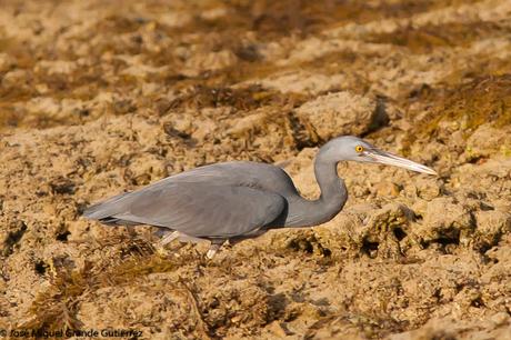 La garceta de arrecife o garceta costera oriental (Egretta sacra)-EASTERN REEF-EGRET(DARK PHASE).