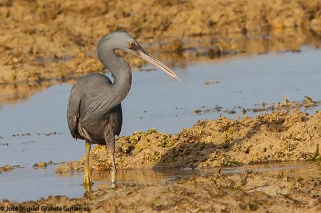 La garceta de arrecife o garceta costera oriental (Egretta sacra)-EASTERN REEF-EGRET(DARK PHASE).