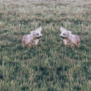 Descubre Layout e Hyperlapse y te convertirás en un verdadero Instagramer. Imagen editada - Layout