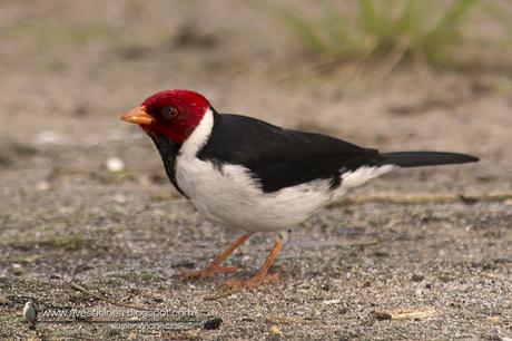 Cardenilla (Yellow-billed Cardinal) Paroaria capitata