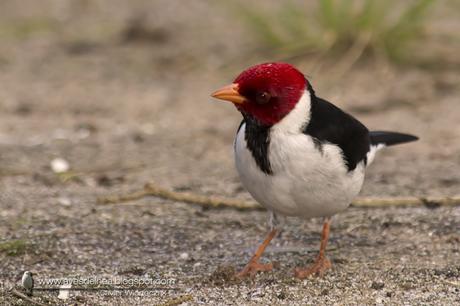Cardenilla (Yellow-billed Cardinal) Paroaria capitata