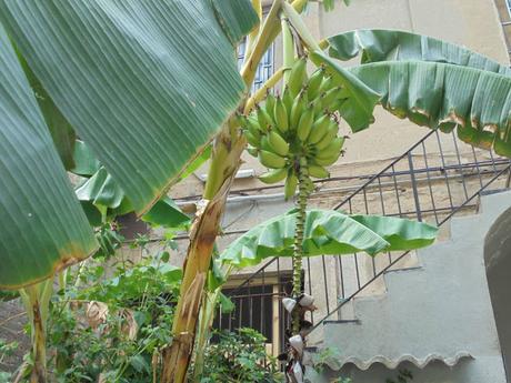 LEHMANN, ANTIGA FÀBRICA DE NINES DE PORCELANA, CARRER CONSELL DE CENT 159, A LA BARCELONA D' ABANS, D' AVUI I DE SEMPRE...5-08-2015...!!!