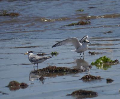 Familias de charrancitos y gaviotas