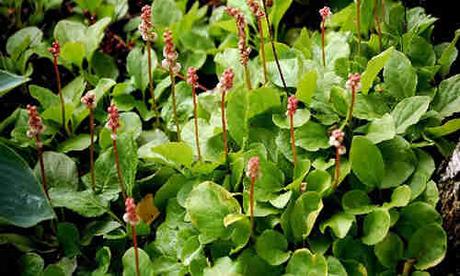 planta pyrola