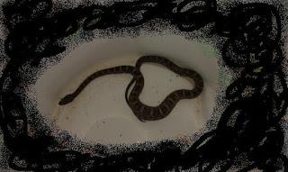 Relatos modernos de serpientes gigantes en México