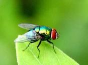 ¿Qué significa soñar moscas?