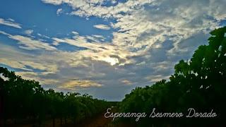 AMANECER EN UN VIÑEDO