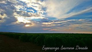 AMANECER EN UN VIÑEDO