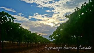 AMANECER EN UN VIÑEDO