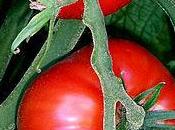 Tomate, licopeno, vitaminas nutrientes antiedad