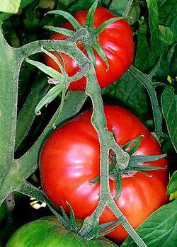 250px Tomatoes on the bush Tomate, licopeno, vitaminas y nutrientes antiedad