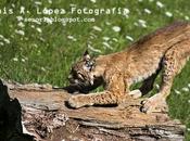 Cabárceno: Lince Ibérico