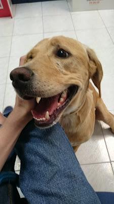 [Koko] ¡Me ha picado una araña!