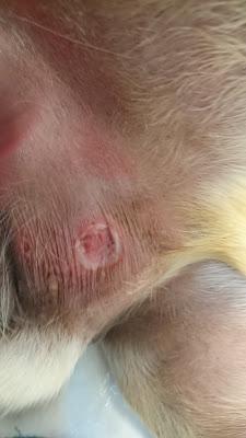 [Koko] ¡Me ha picado una araña!